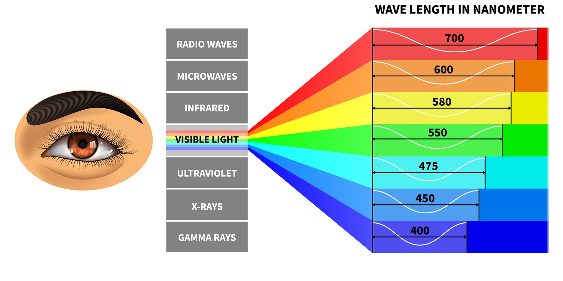 Visible light spectrum with colour waves length perceived by human eye.